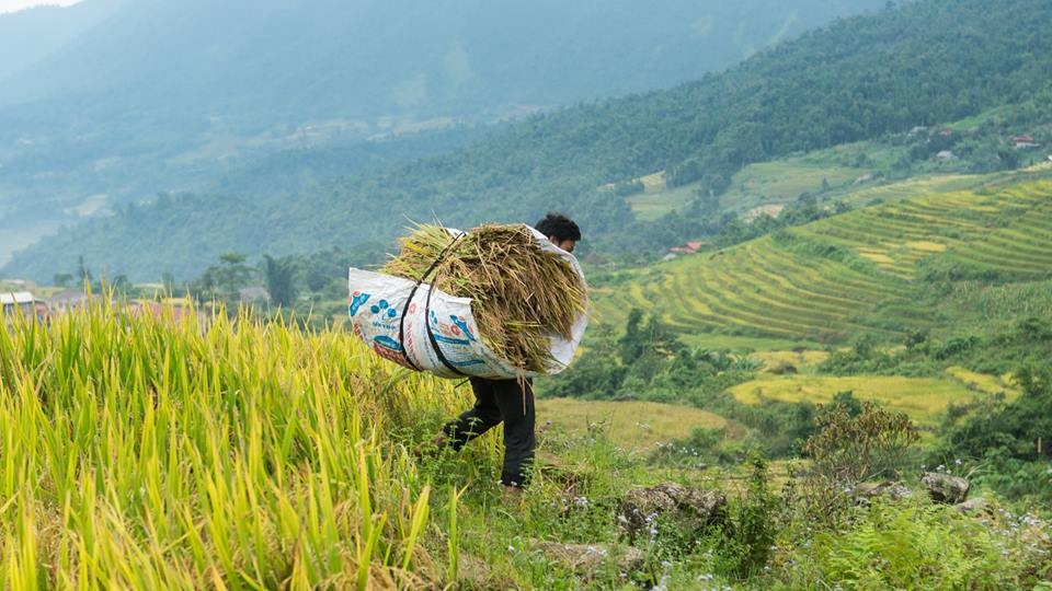 SaPa mùa lúa chín ảnh 7 SaPa mua lua chin anh 7
