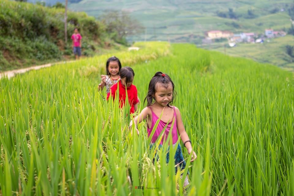 SaPa mùa lúa chín ảnh 8 SaPa mua lua chin anh 8
