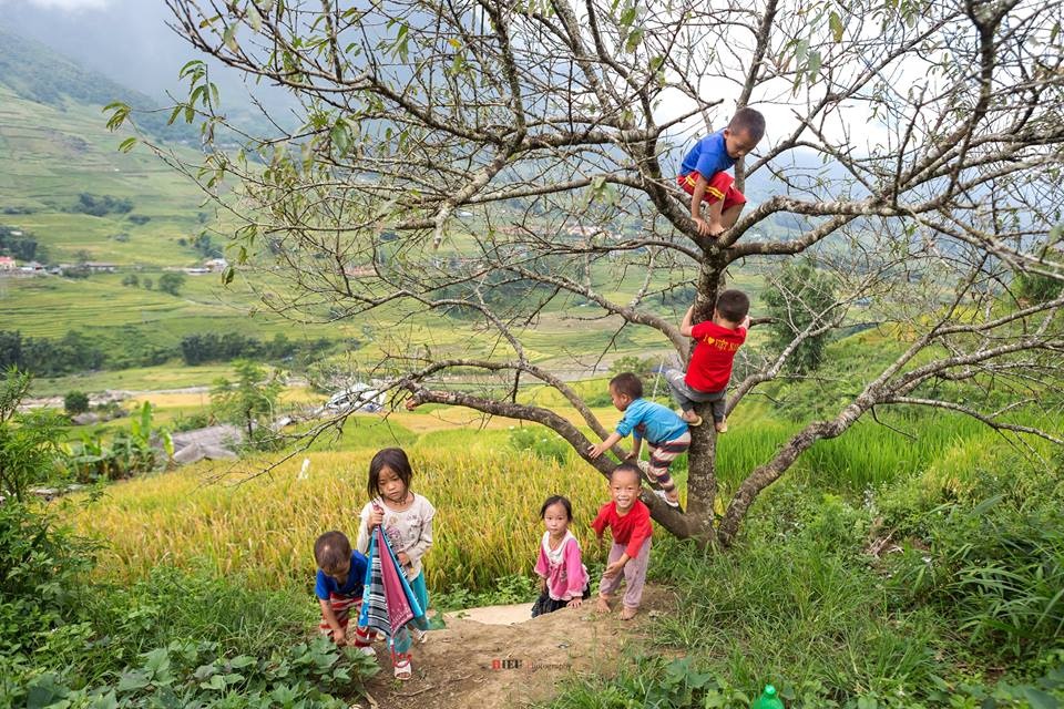 SaPa mùa lúa chín ảnh 9 SaPa mua lua chin anh 9