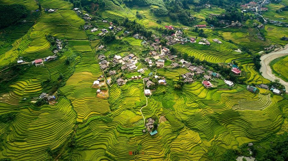 SaPa mùa lúa chín ảnh 3 SaPa mua lua chin anh 3