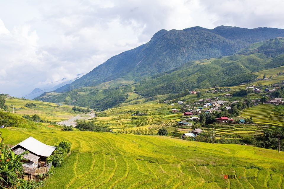 SaPa mùa lúa chín ảnh 4 SaPa mua lua chin anh 4