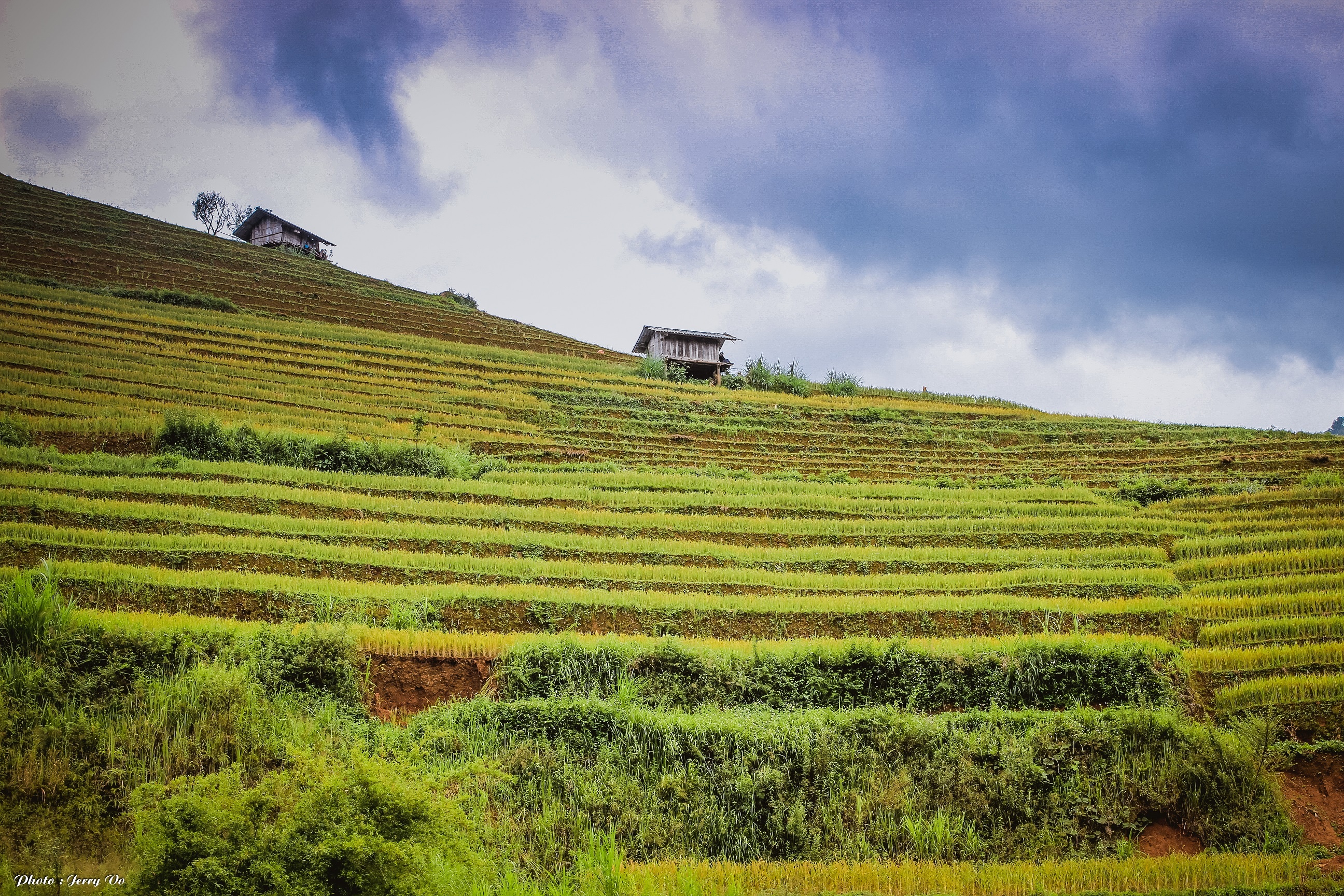 Ruộng bậc thang Mù Cang Chải ảnh 11 Ruong bac thang Mu Cang Chai anh 11