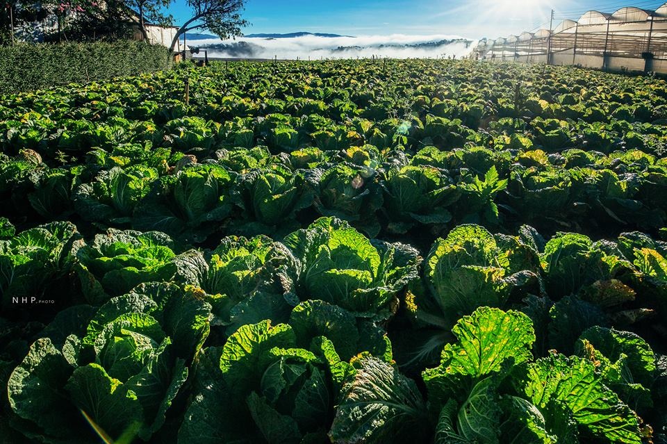 Du lich Da Lat anh 12