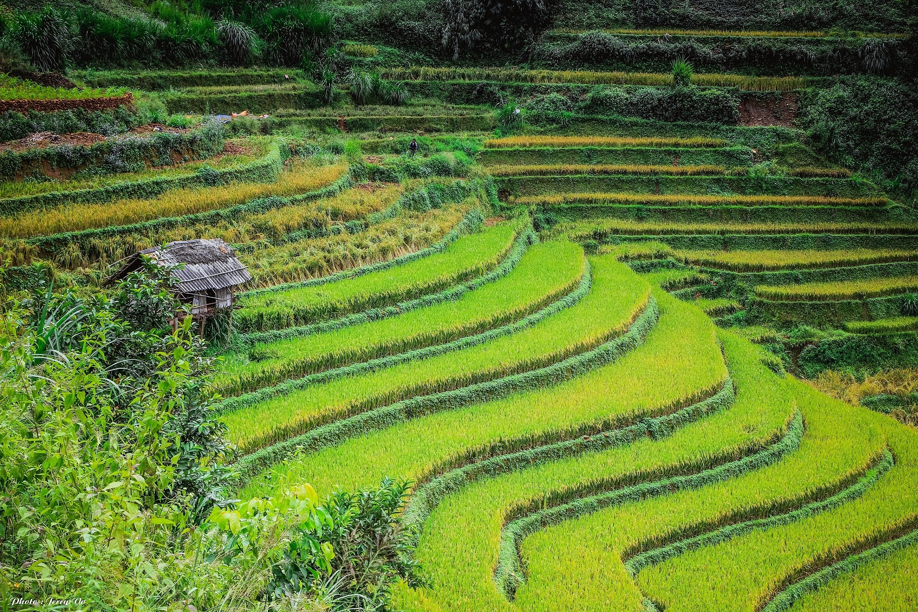 Ruộng bậc thang Mù Cang Chải ảnh 7 Ruong bac thang Mu Cang Chai anh 7