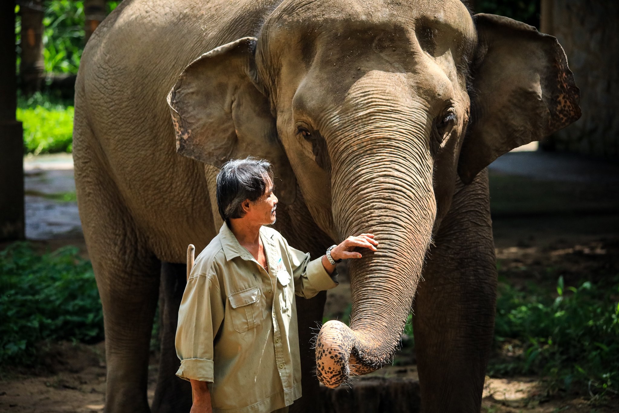 Nhan vien Thao Cam Vien tu nguyen giam luong de mua thuc an cho thu hinh anh