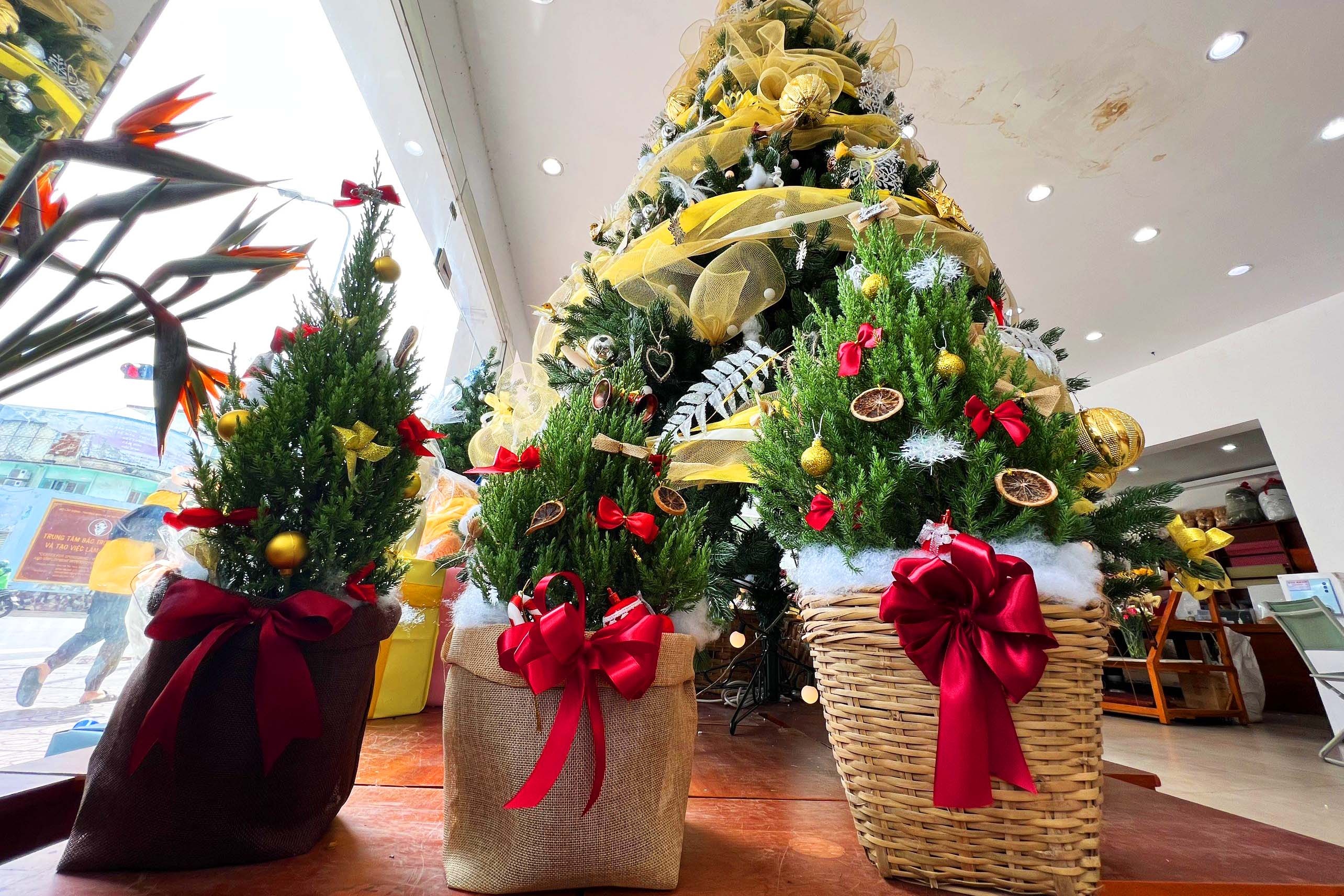 Cua hang thong o TP.HCM tat bat chuan bi truoc Giang sinh hinh anh