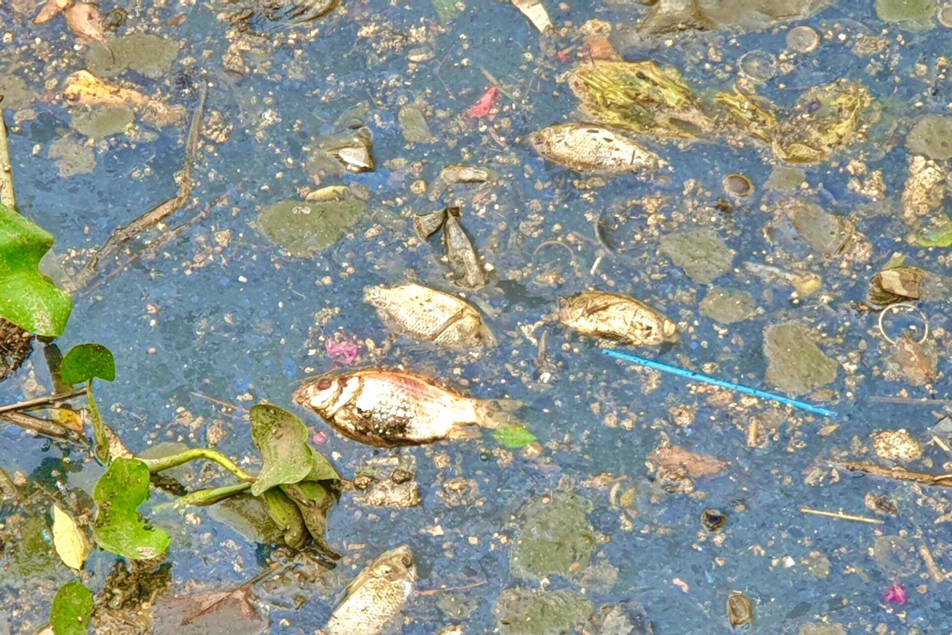 Ca chet noi len mat kenh Nhieu Loc vao dau mua mua hinh anh