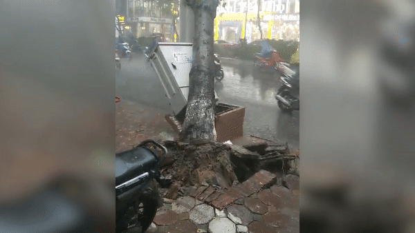 Cay lon bat goc de trung nam thanh nien dang di duong tai Ha Noi hinh anh