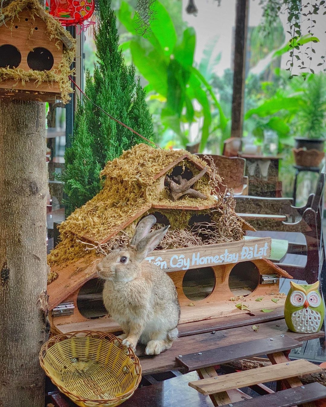 quán cà phê phong cách Đà Lạt ảnh 16 quan ca phe phong cach Da Lat anh 16