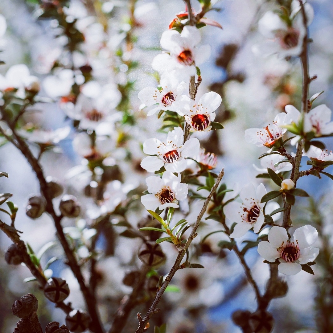 mật ong ảnh 1 mat ong anh 1