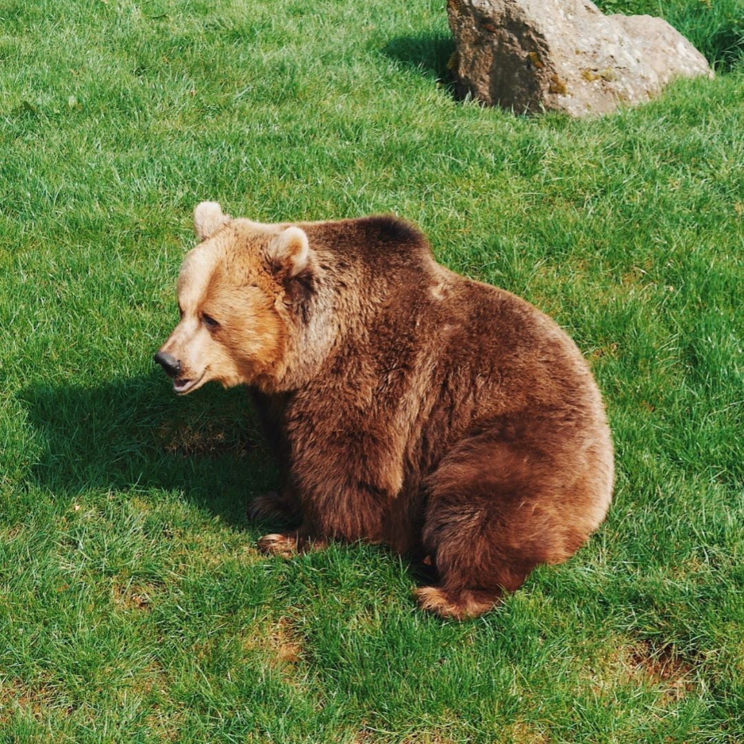 dong vat,  khach san,  Anh,  nha nghi anh 18