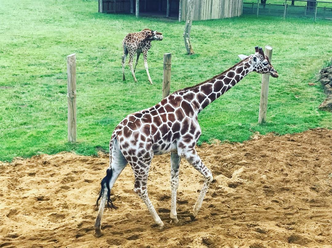 dong vat,  khach san,  Anh,  nha nghi anh 15