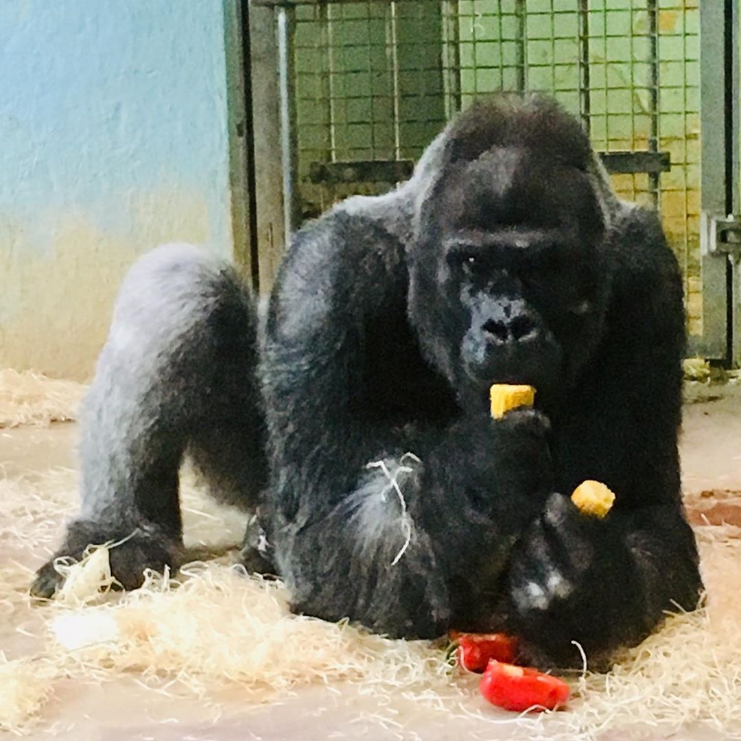 dong vat,  khach san,  Anh,  nha nghi anh 24