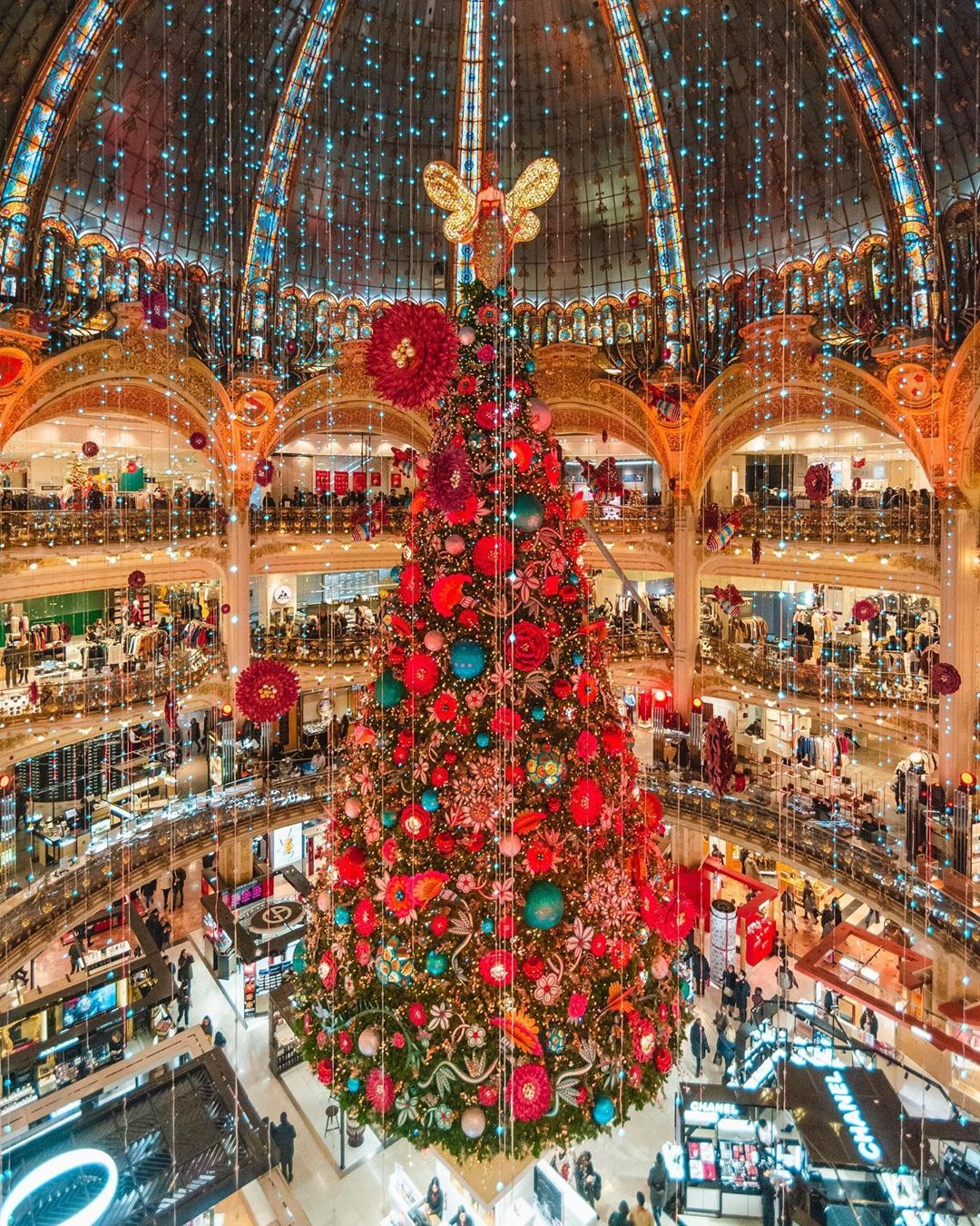 cây thông Noel ảnh 8 cay thong Noel anh 8