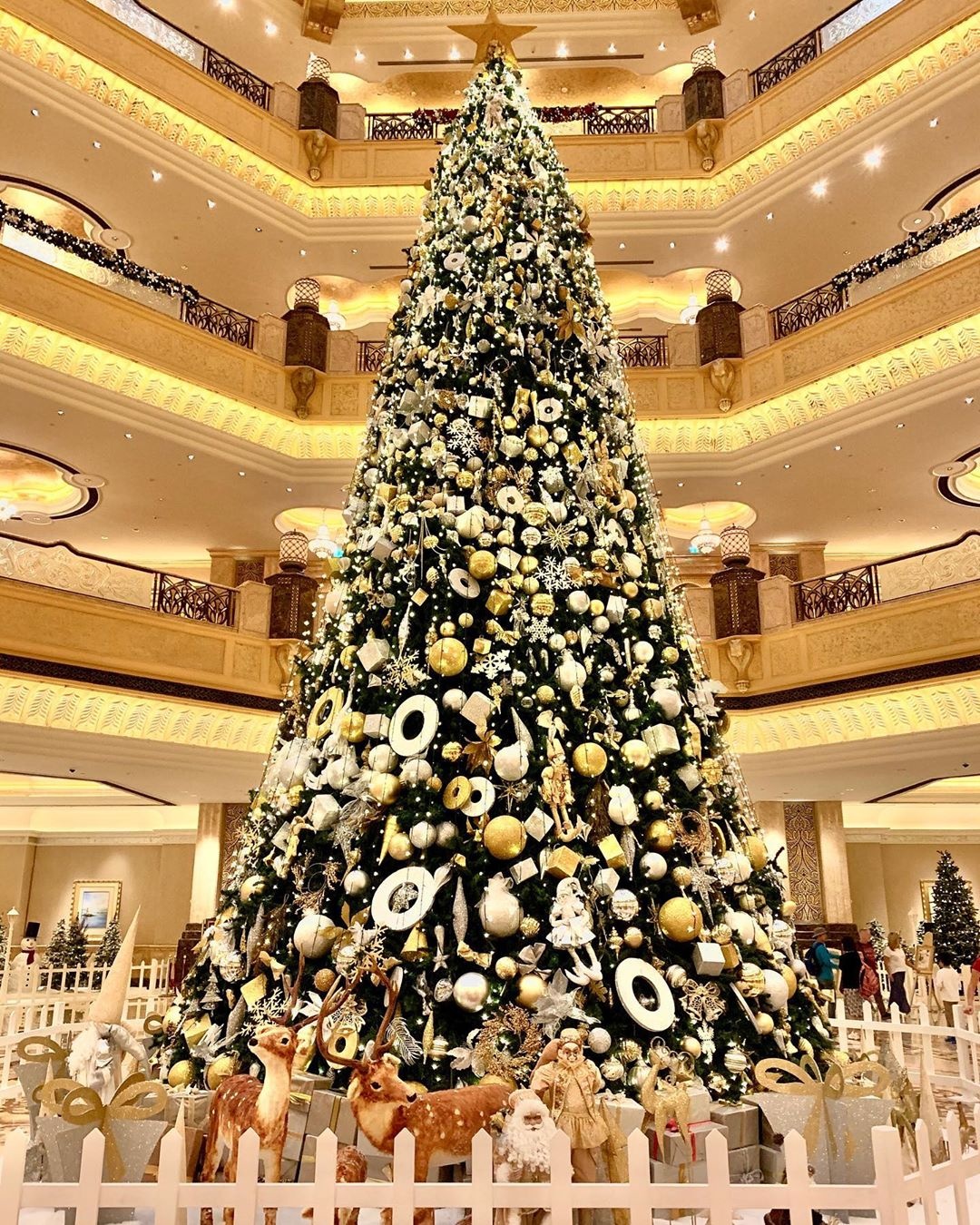 cây thông Noel ảnh 5 cay thong Noel anh 5