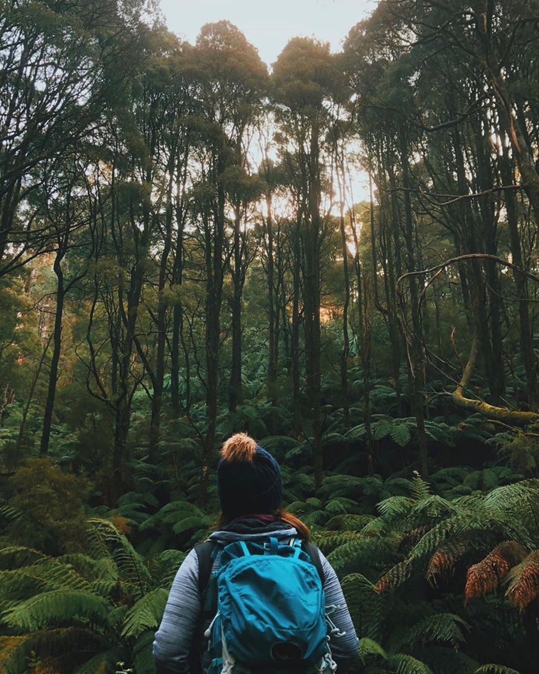 chay rung australia anh 9