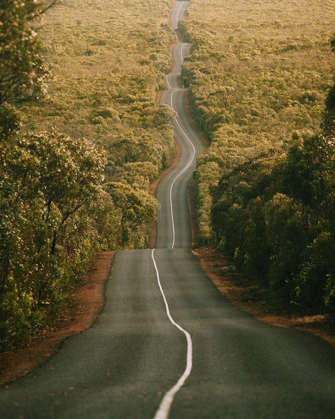 chay rung australia anh 1