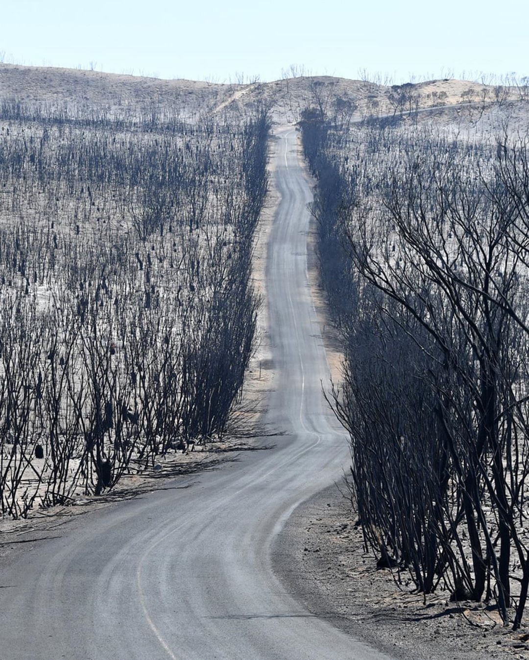 chay rung australia anh 2