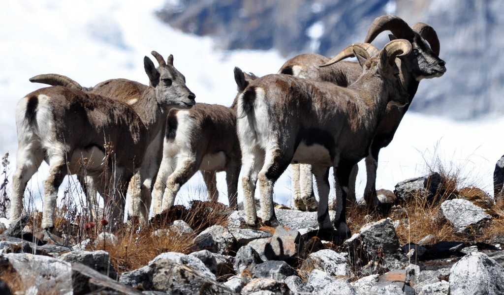 du lịch Bhutan ảnh 22 du lich Bhutan anh 22