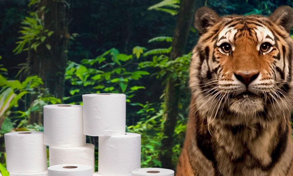 giấy vệ sinh tái chế, nguyên nhân tàn phá rừng ảnh 1 giay ve sinh tai che, nguyen nhan tan pha rung anh 1