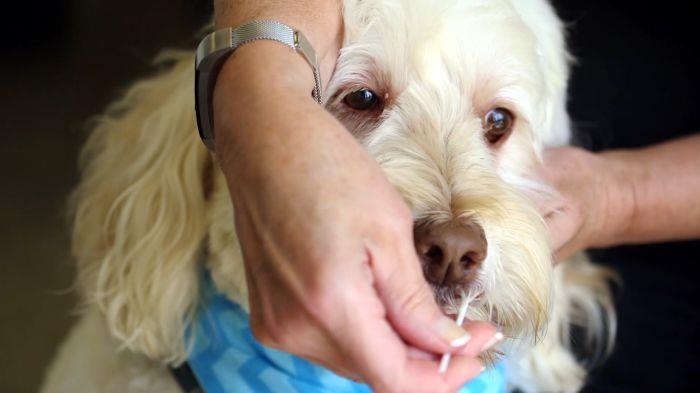 Y tuong kinh doanh tu thu cung,  Kinh doanh tu phan cho,  PooPrints anh 3