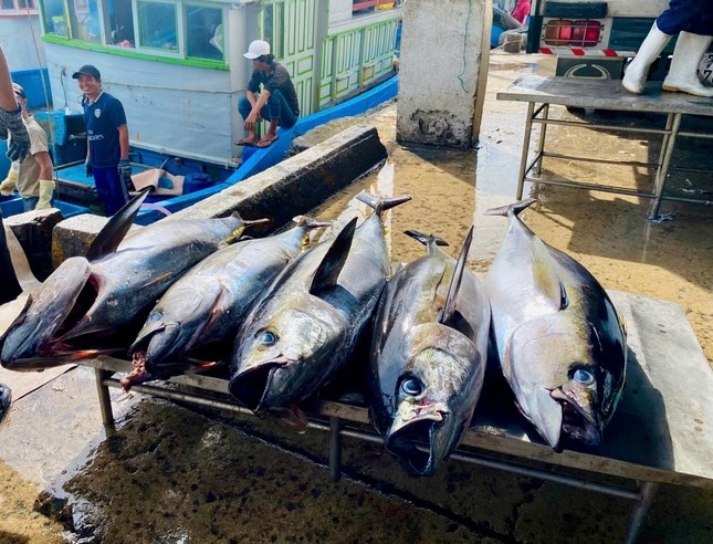 gia ca ngu giam anh 3