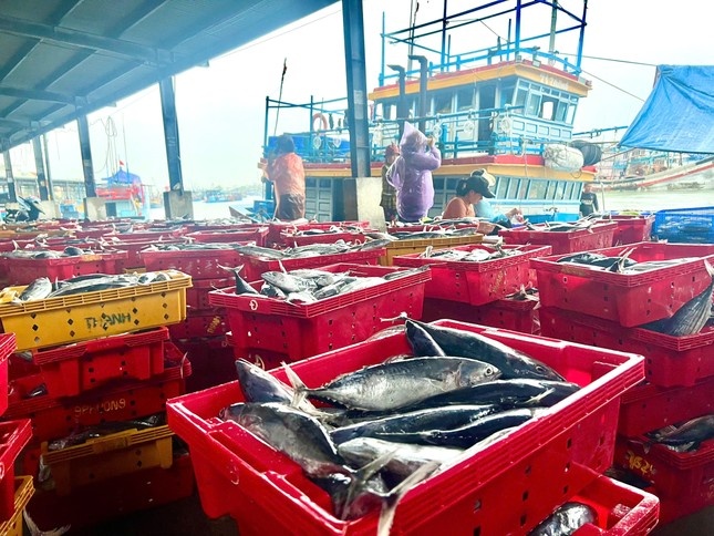 Gia ca ngu giam manh, tau va vat 'nam bo' hinh anh