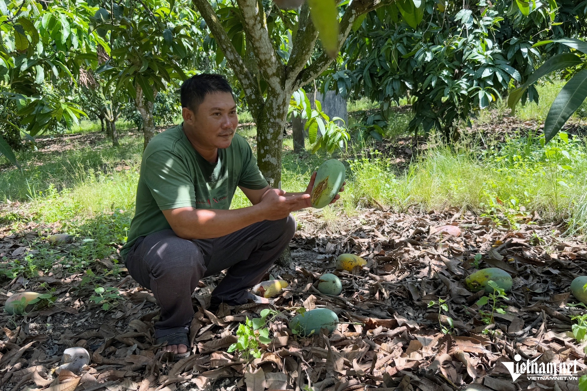 nong dan trong xoai,  xoai dong nai anh 1