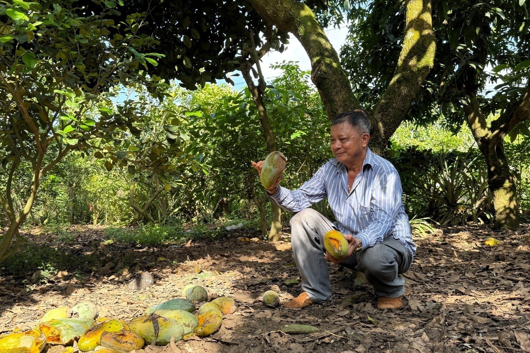 Gia xoai cham day chi 1.000-1.500 dong/kg, nong dan lo nang hinh anh
