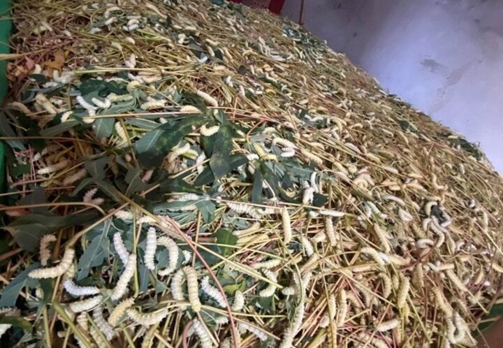 Bat ngo voi gia cua loai con trung xau xi, co ve ngoai dang so hinh anh