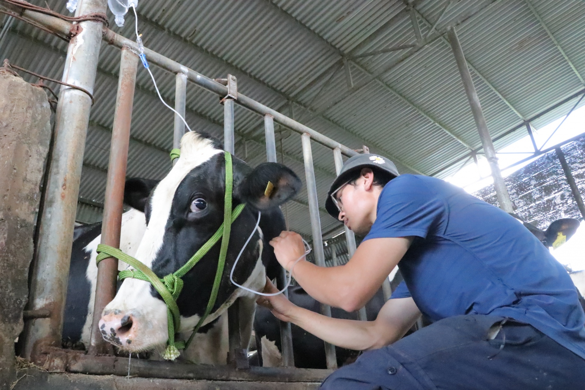 Bo truong Nong nghiep noi ve hon 300 con bo chet sau khi tiem vaccine hinh anh