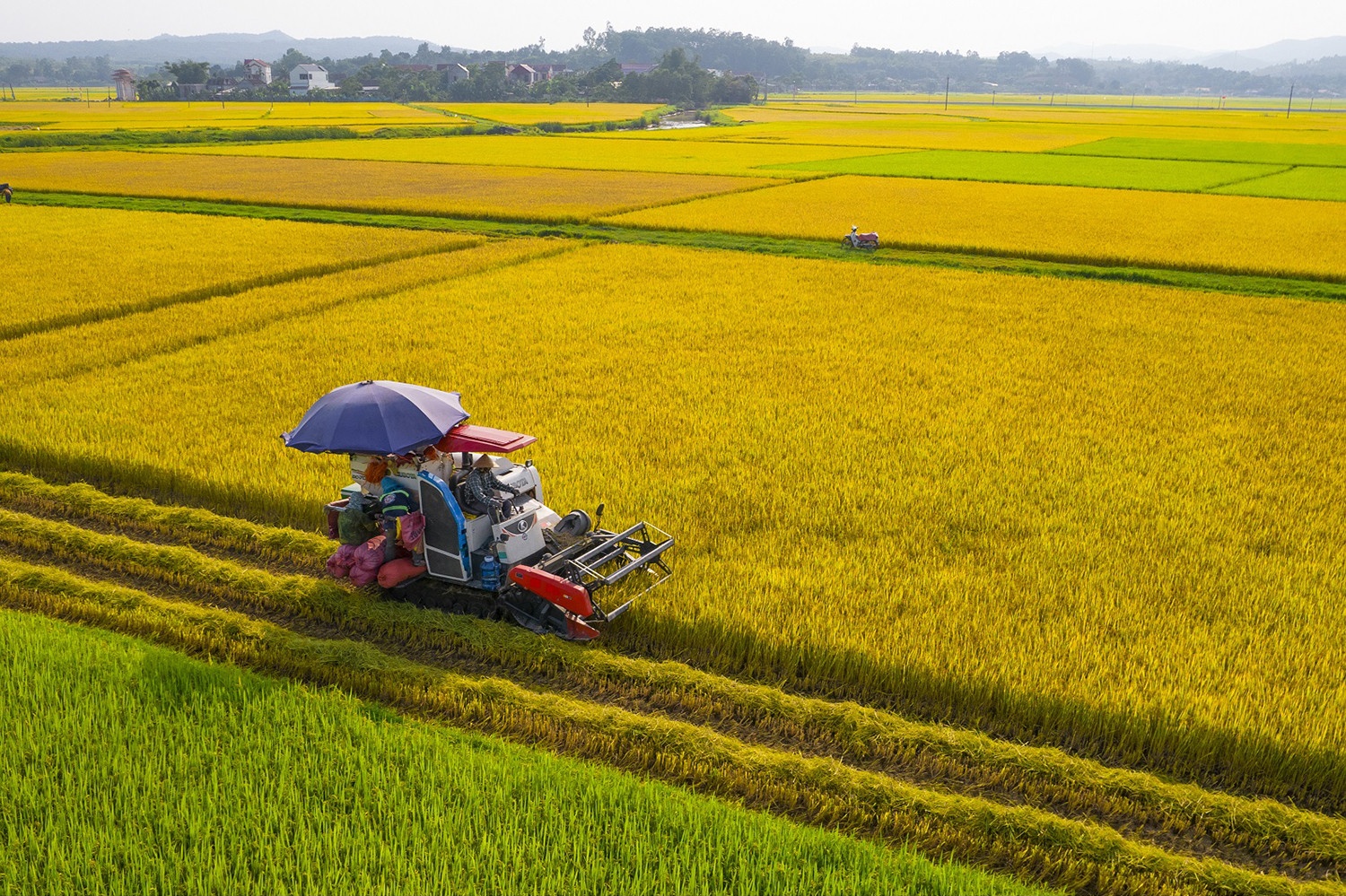 ‘Kho vang’ chuc trieu tan bi vui trong bun vi thoi quen xau hinh anh