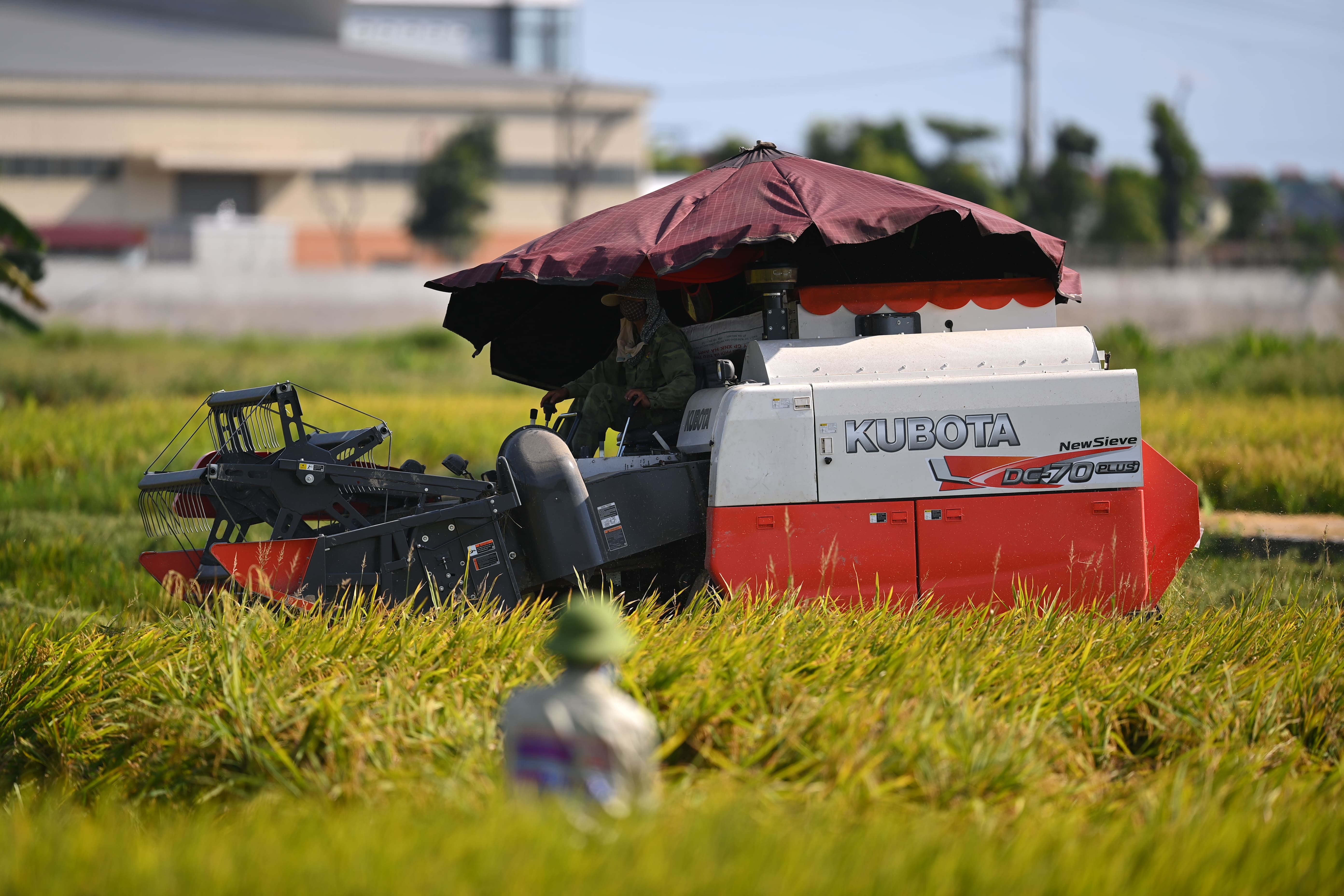 Gia lua gao giam hinh anh