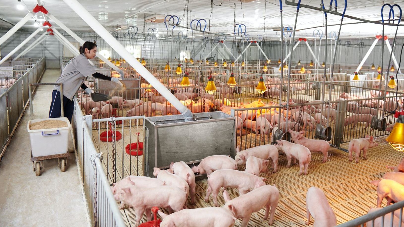 Nhieu dai gia kiem bon tien nho nuoi ga, chan heo hinh anh