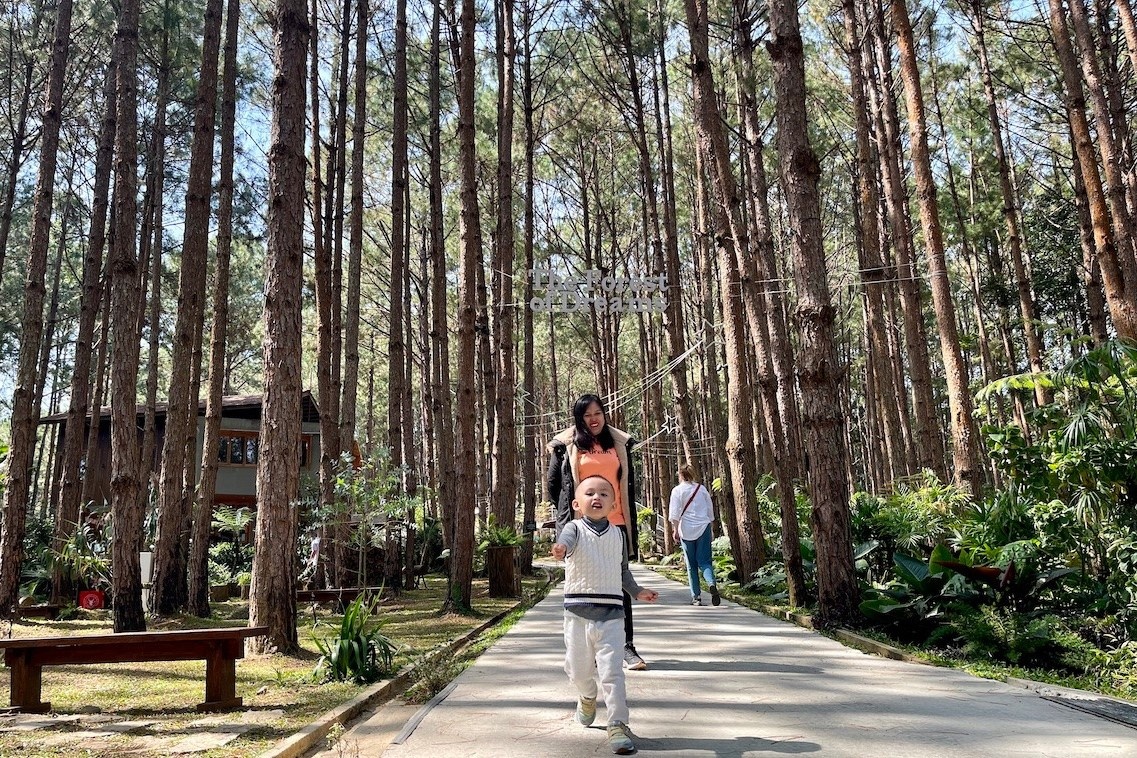 Lam Dong tinh thu hoi chu truong cho 45 DN thue rung lam khu du lich hinh anh