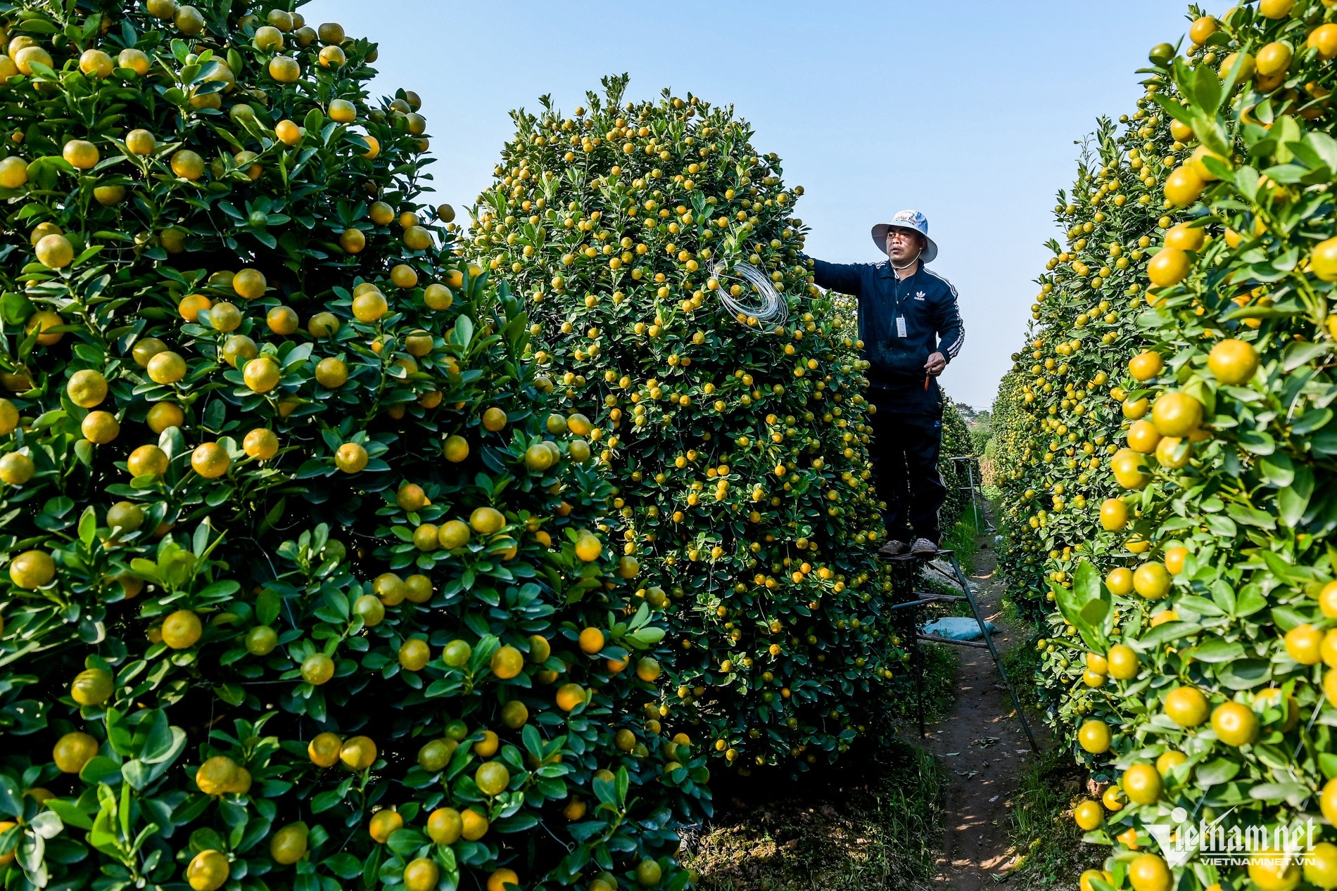 Gia quat Tet tang, chu vua quat canh lon nhat Nam Dinh thu tien ty hinh anh