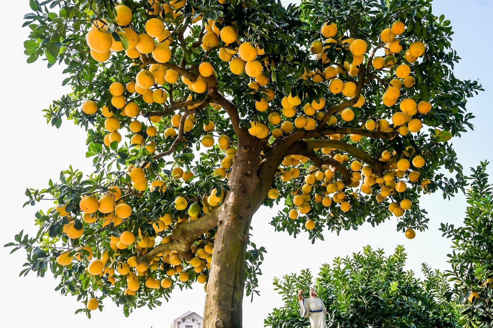 'Sieu buoi' co thu choi Tet, khach tra hon nua ty dong chu chua ban hinh anh
