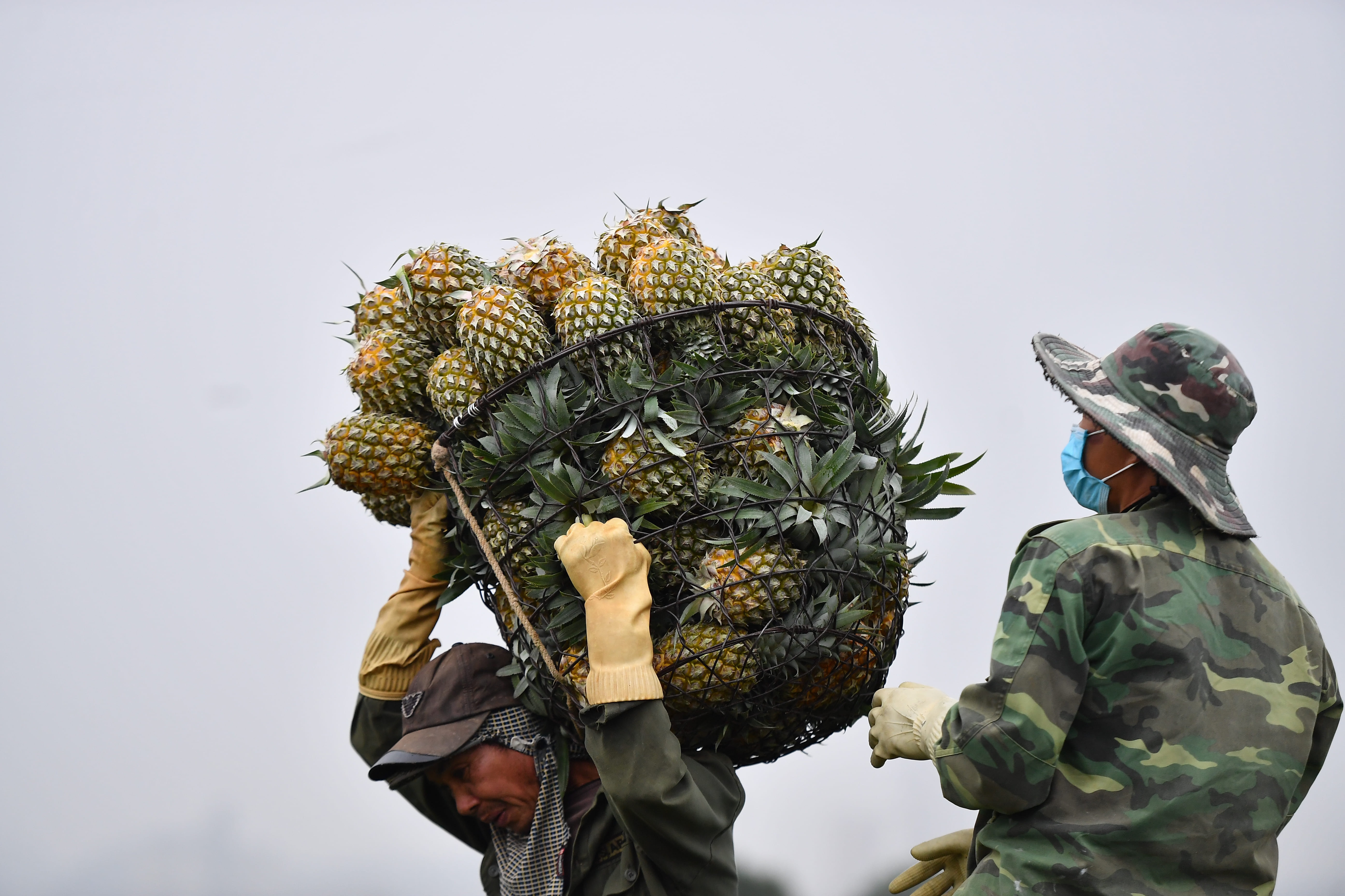 Xuat khau rau qua du bao vuot 7 ty USD hinh anh