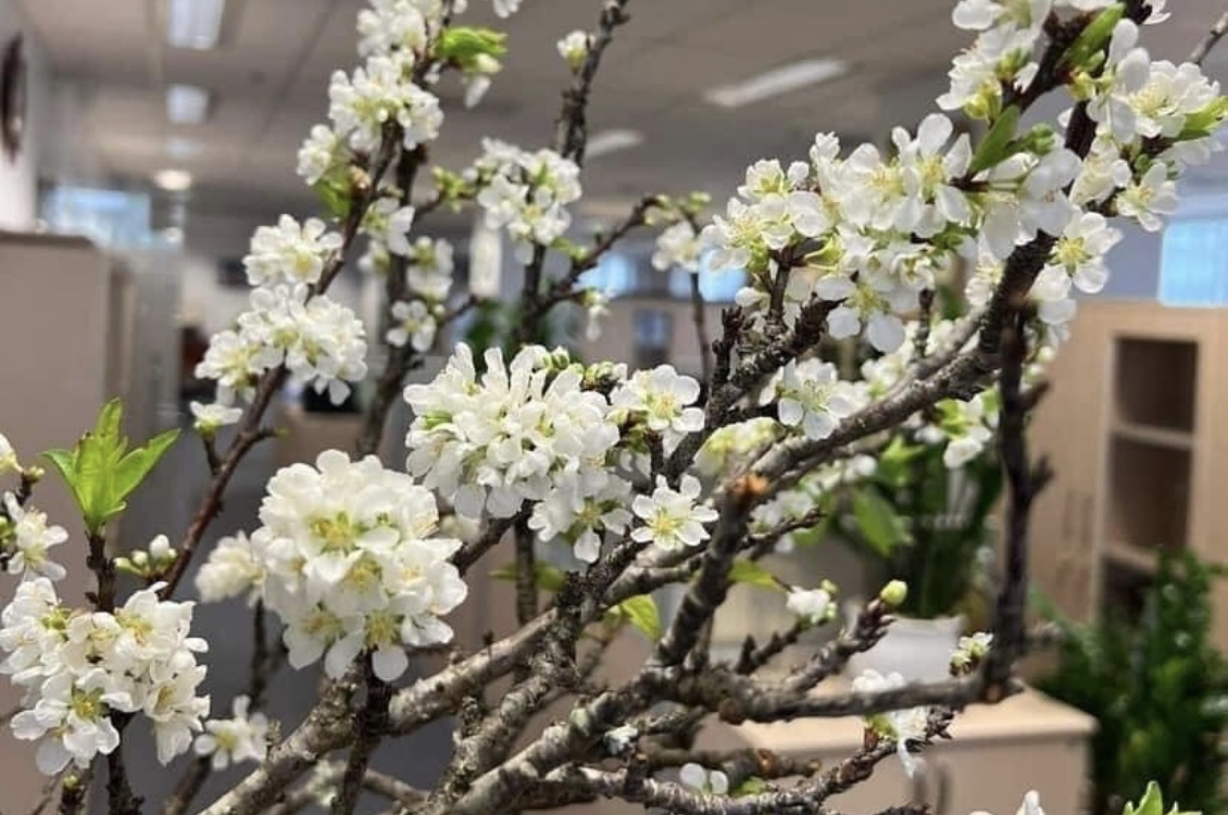 Hoa man Tay Bac o at ve Ha Noi gia chi tu 5.000 dong/canh hinh anh