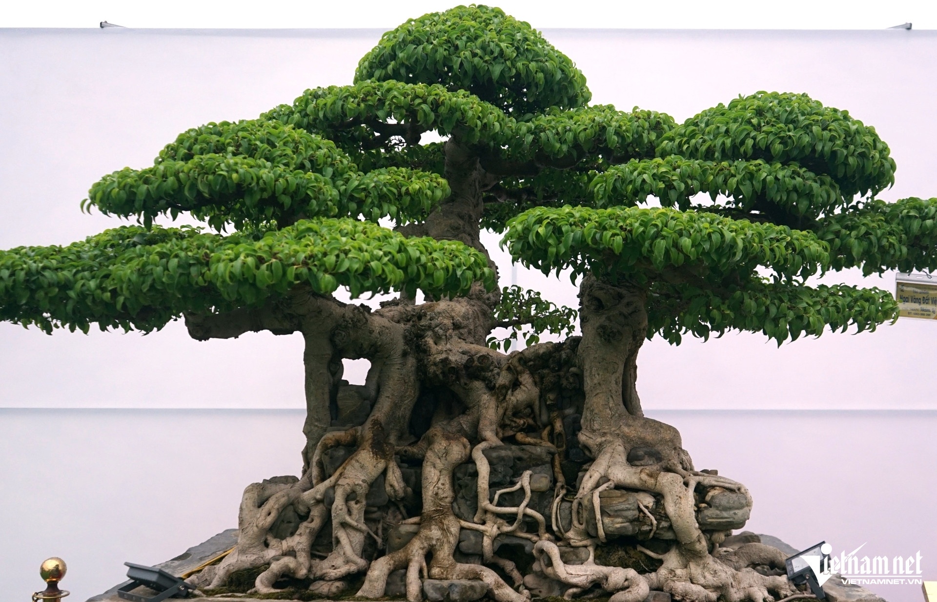 cay canh bonsai anh 1
