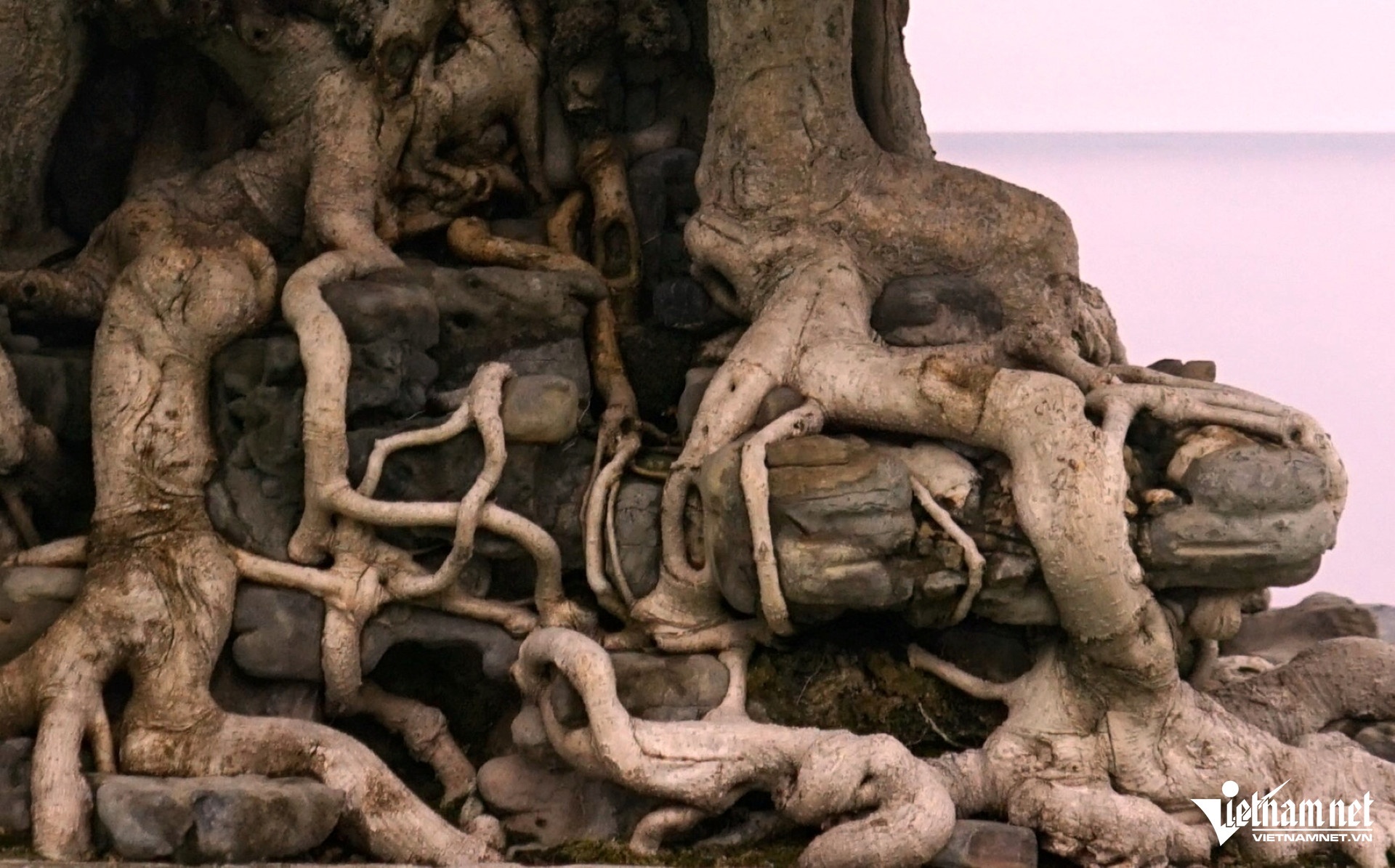 cay canh bonsai anh 2