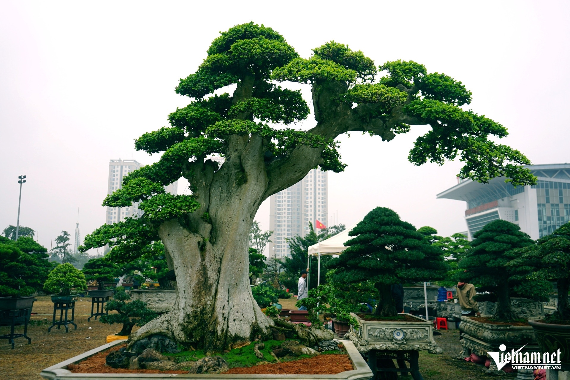 cay canh bonsai anh 3