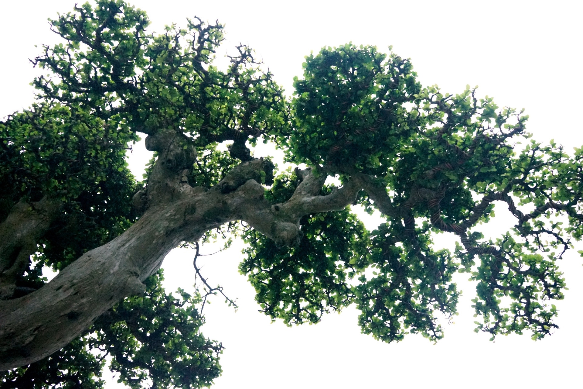 cay canh bonsai anh 4