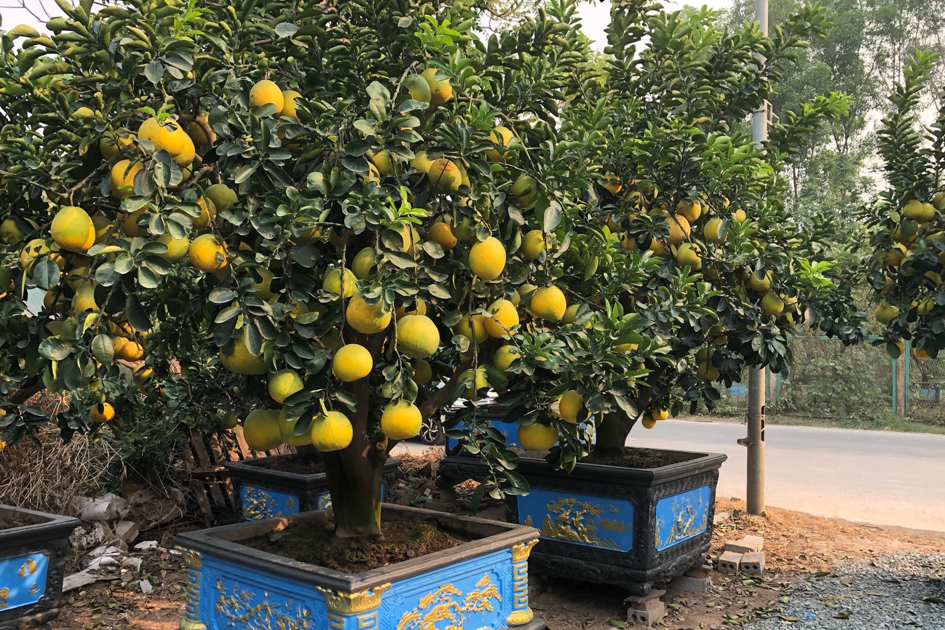 'Om' vuon buoi Tet tien ty, dan buon lo nom nop hinh anh