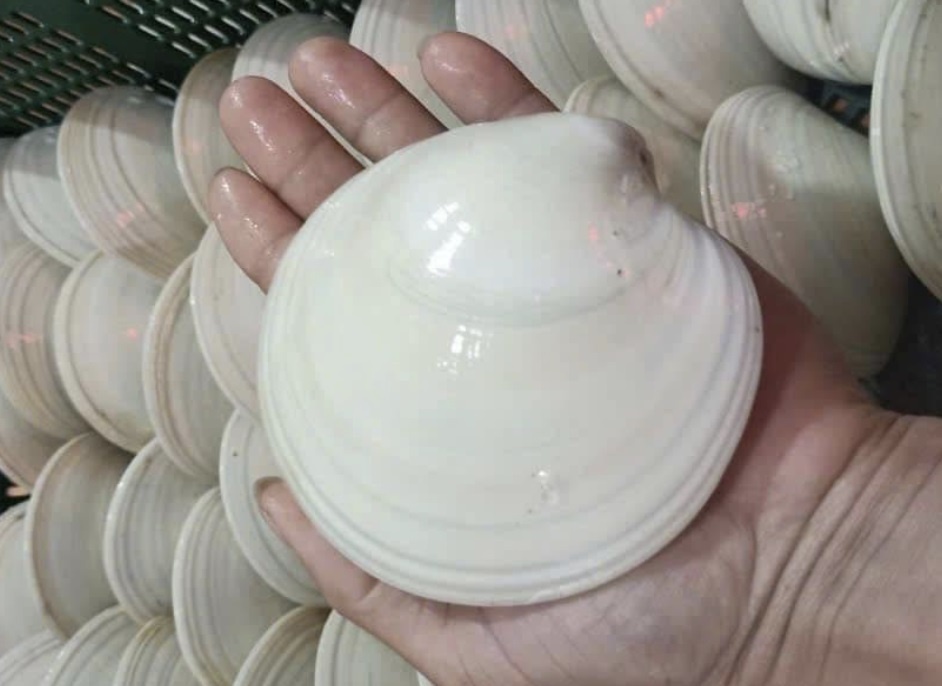 So bo nhap khau gia nua trieu dong/con dat hang dip Tet hinh anh