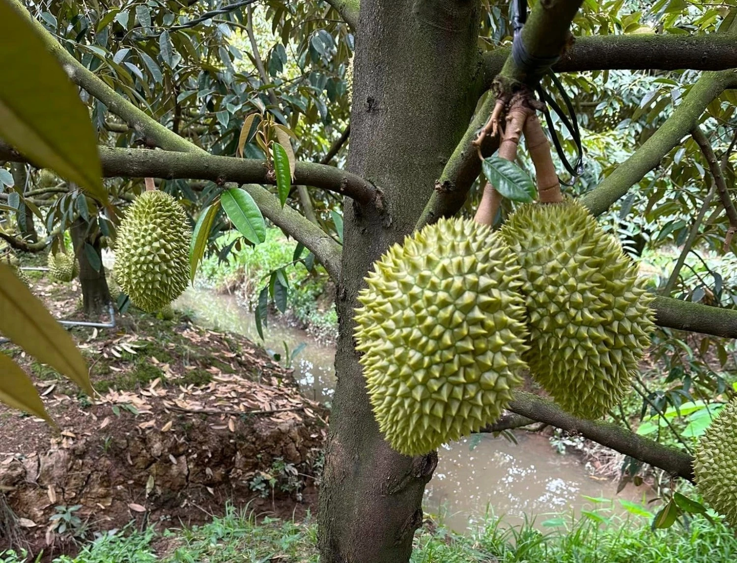 Sau rieng Viet Nam bi gian lan ma vung trong hinh anh