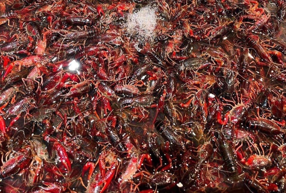 Tom hum dat Trung Quoc tran sang cho Viet, hai san ‘quy toc’ gia beo hinh anh