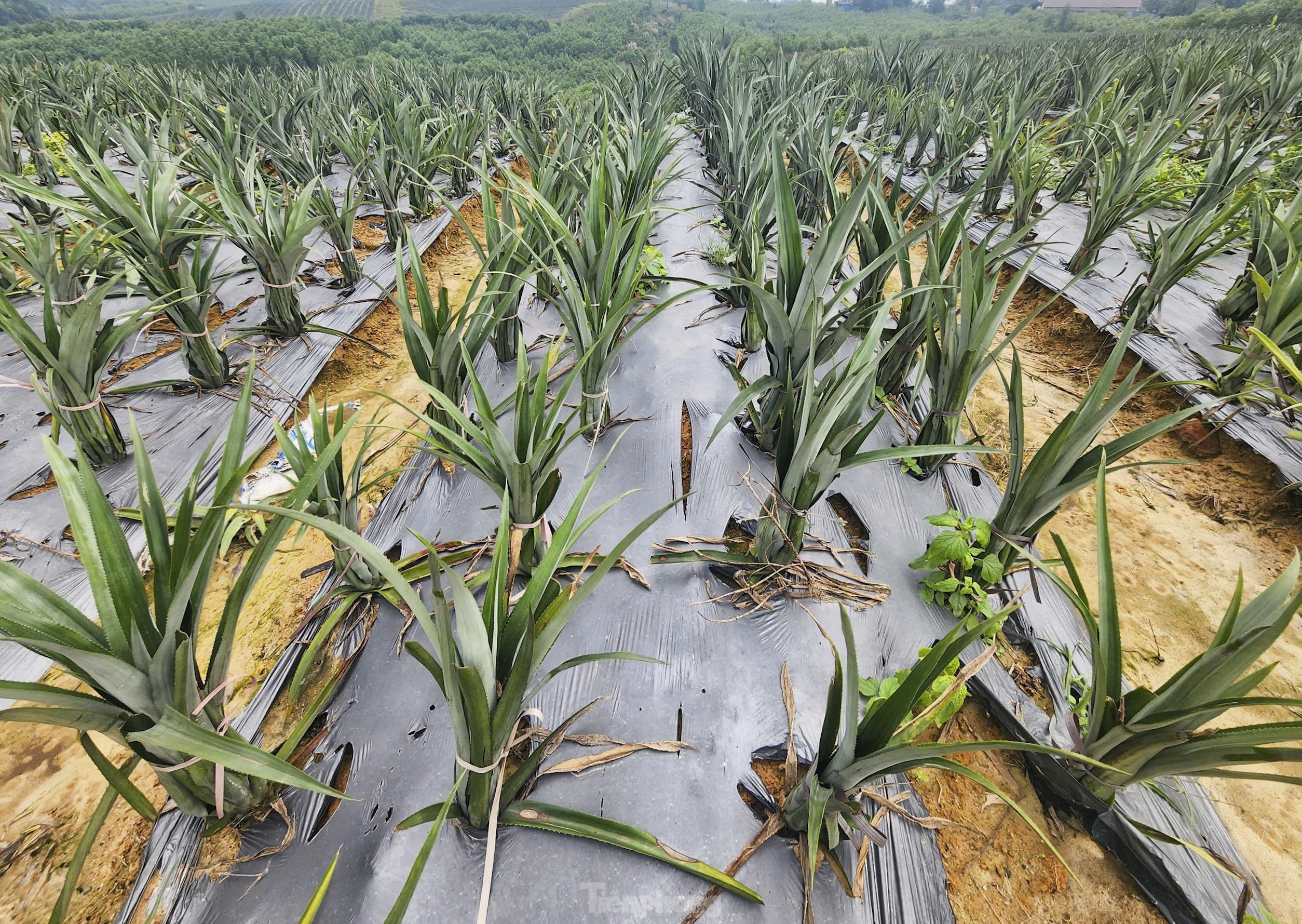 dua cayen,  dua queen anh 6