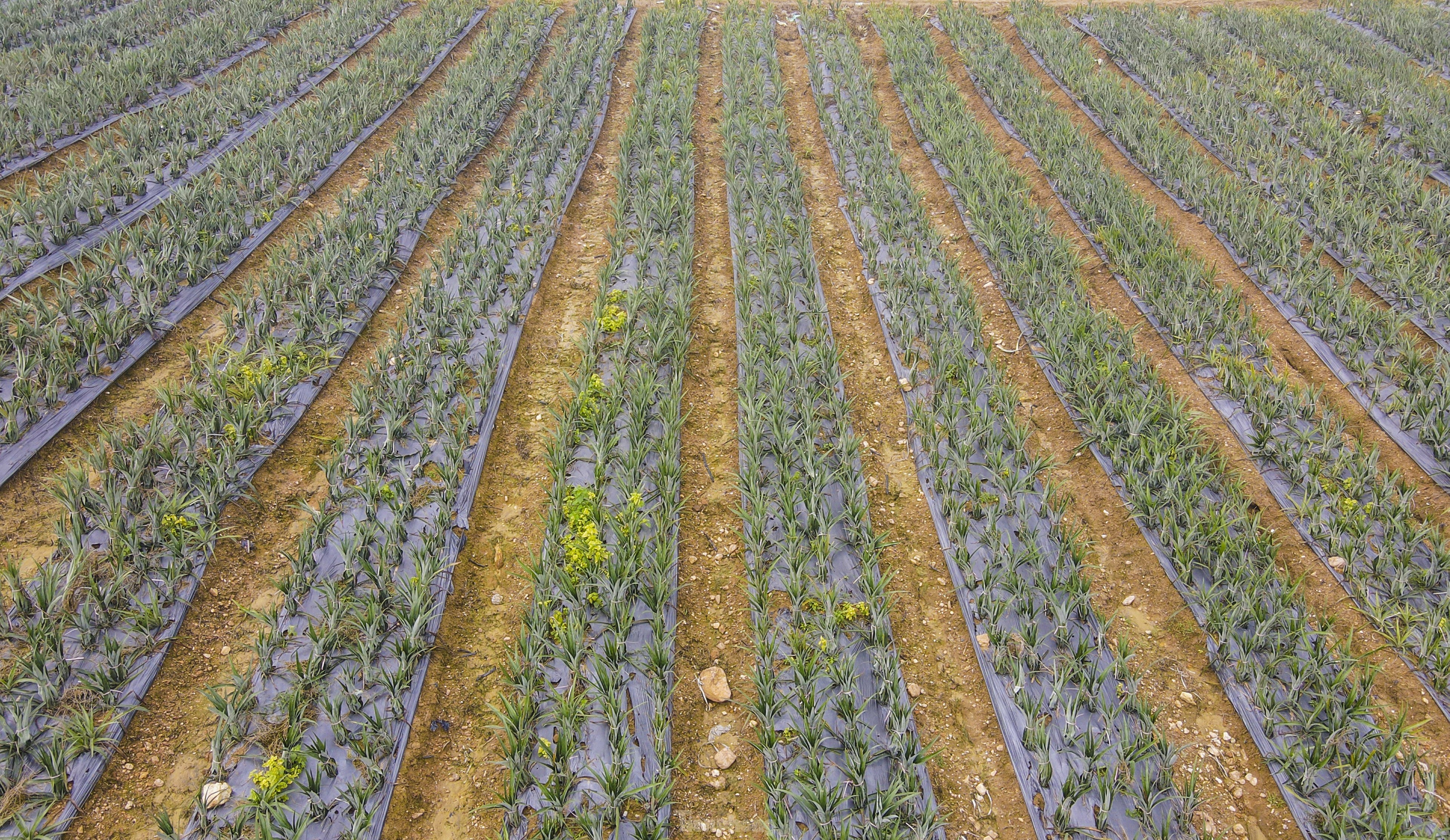 dua cayen,  dua queen anh 3