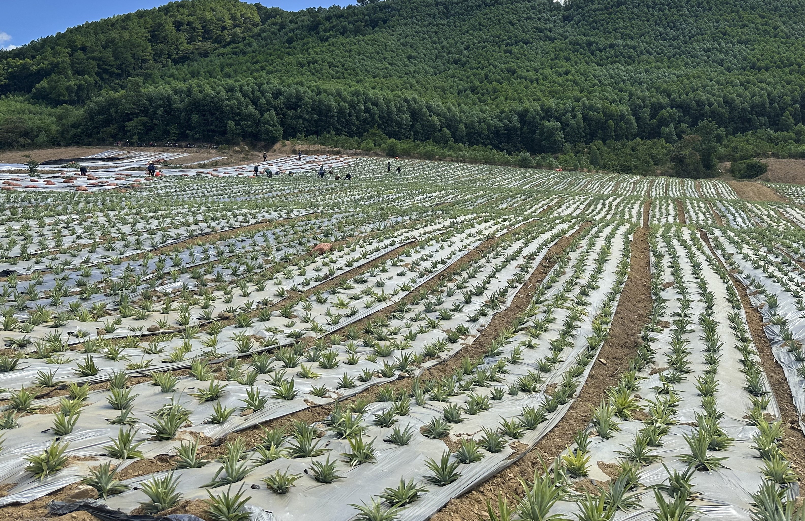 dua cayen,  dua queen anh 2